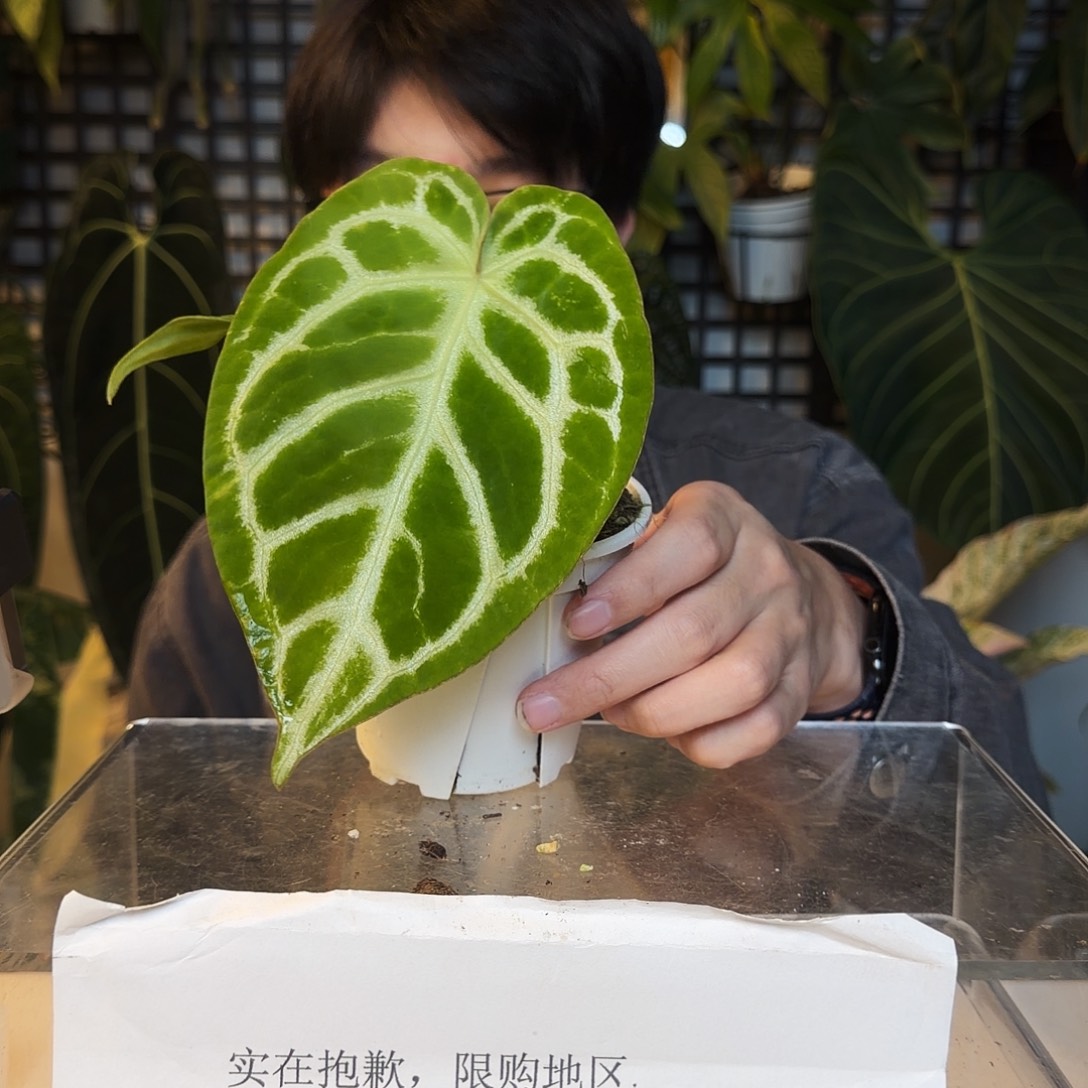 完全开放O149 绿丝绒杂铜锣烧
