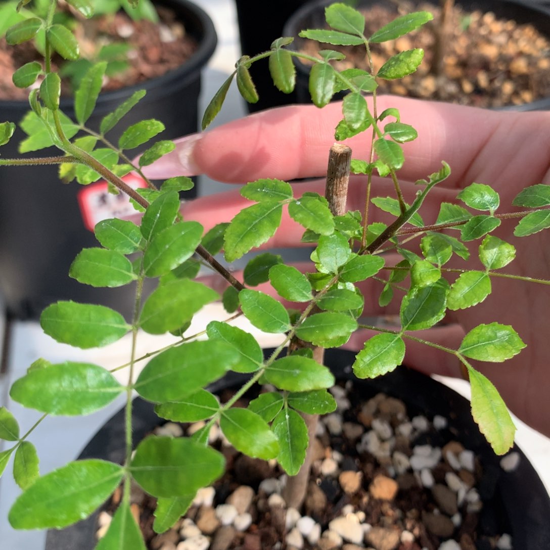 保利没药带盆发货