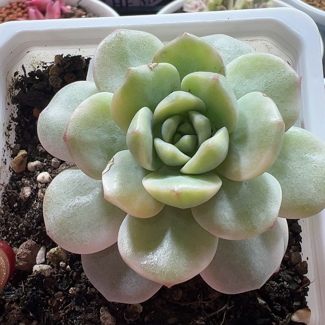 满38包邮香草锦多肉