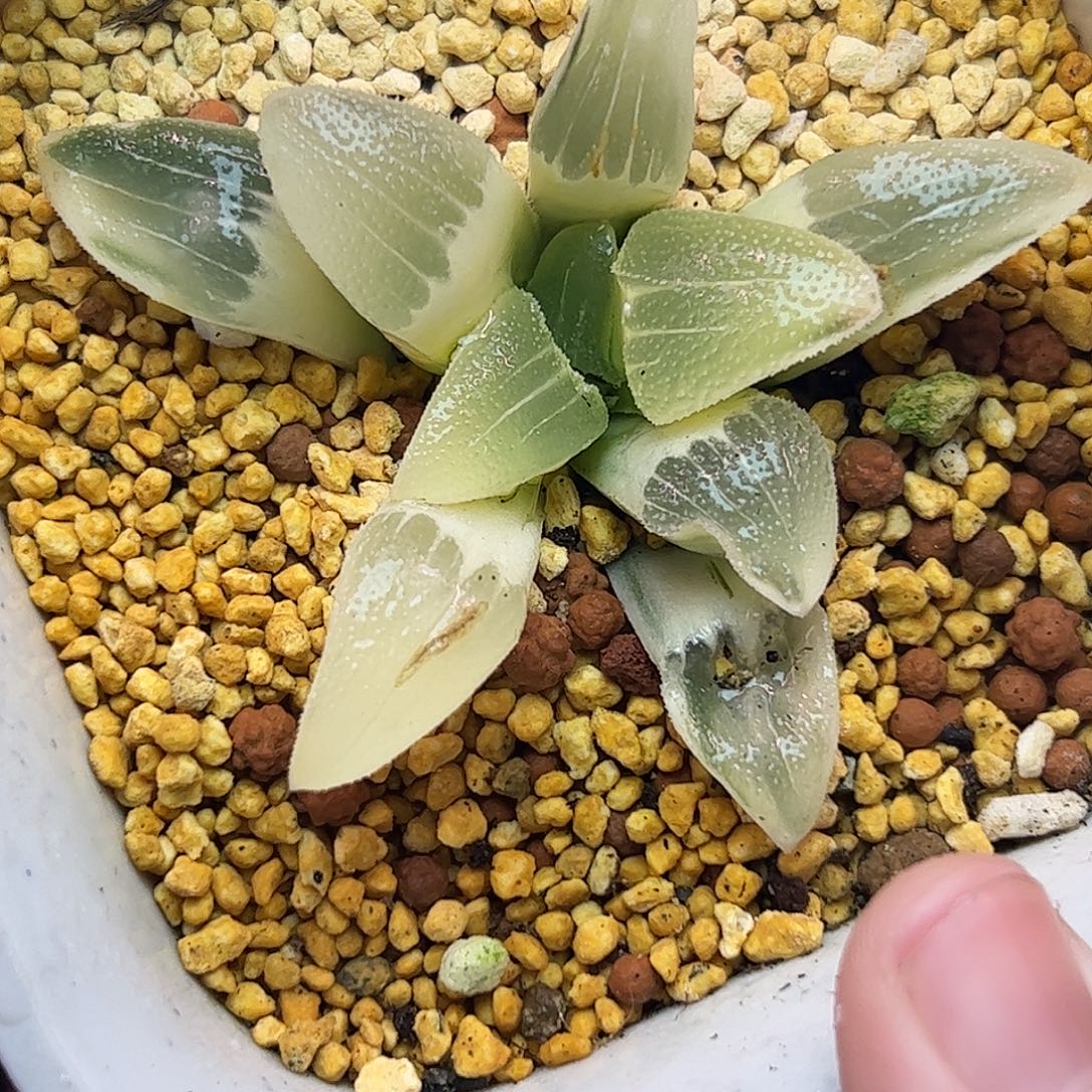 蓝光母本7.2公分糊斑