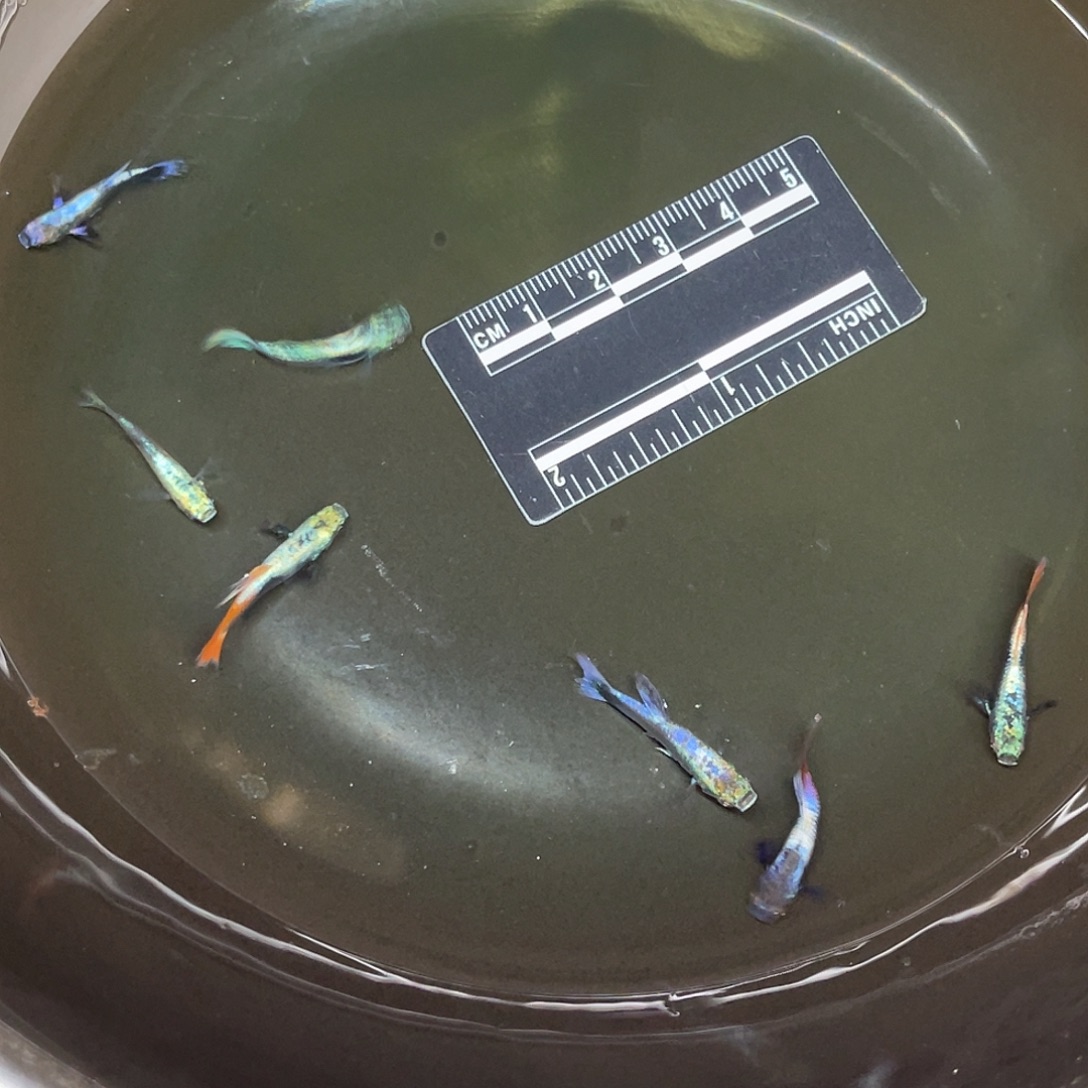 海星17号哈哈哈哈哈哈