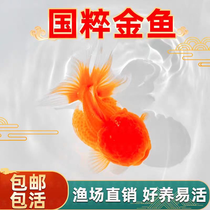 国狮金鱼鸿运当头观赏鱼淡水鱼好养易活冷水鱼