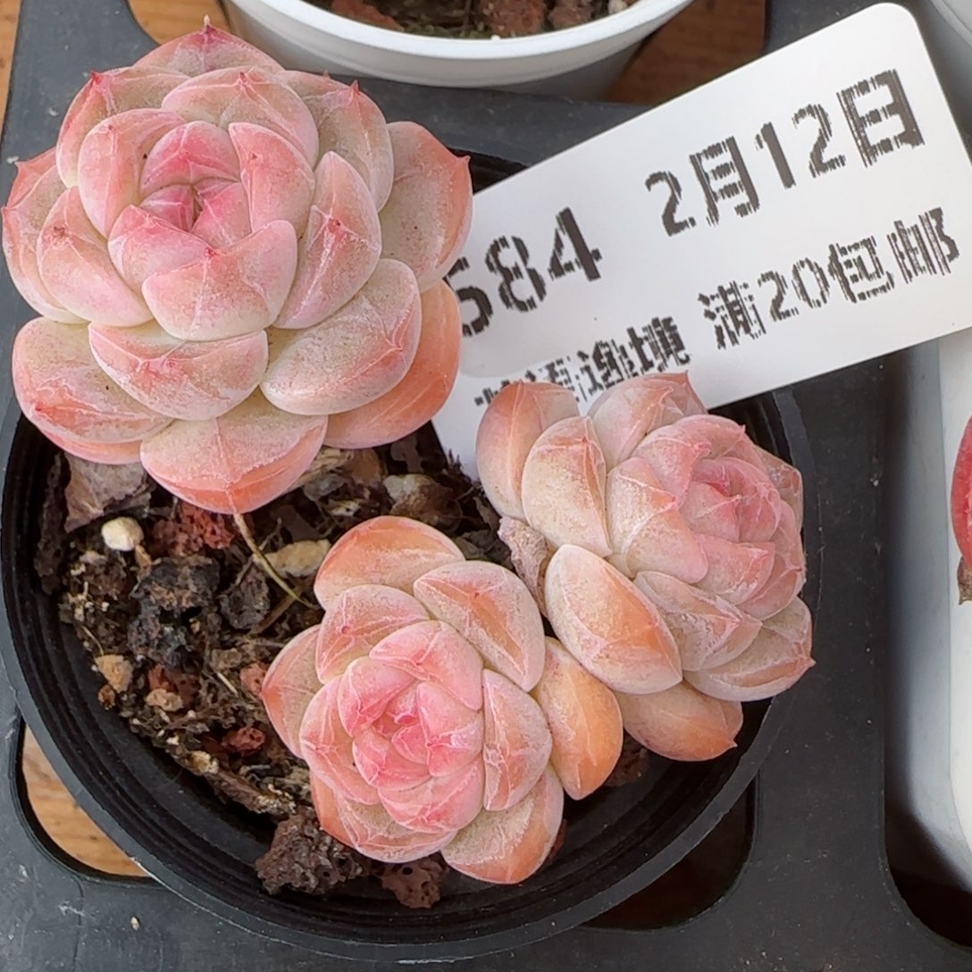 花语逸境0212-584