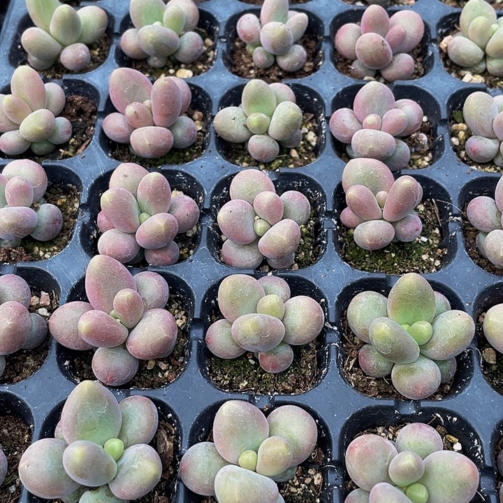 小彩虹奶1元带土发货