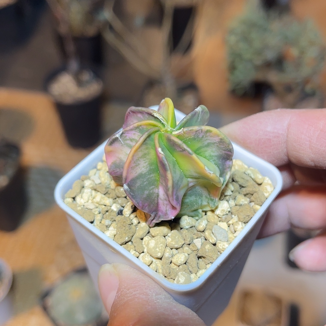 实生大风玉仙人球