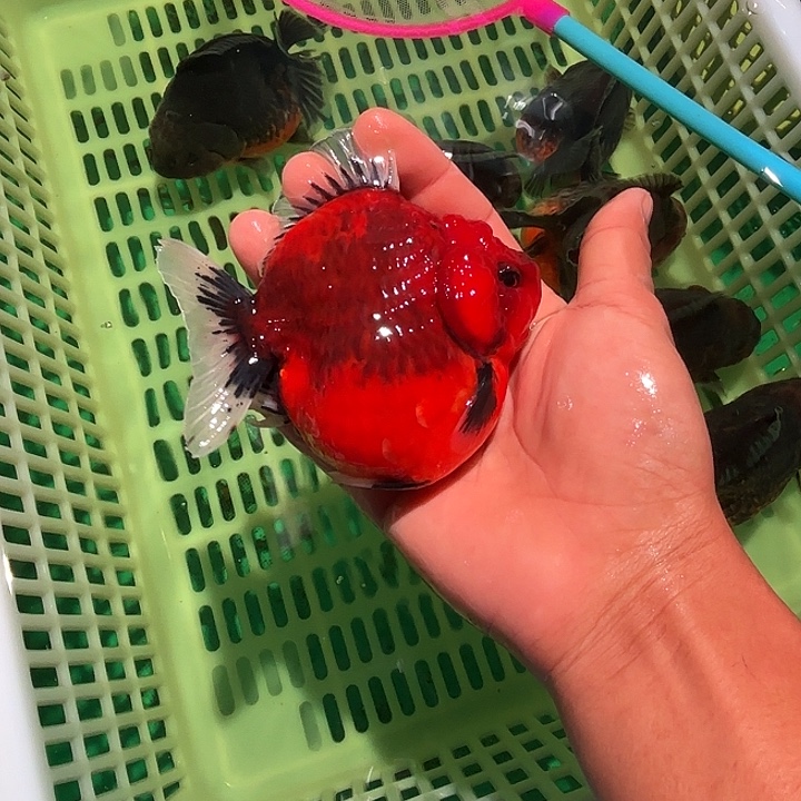 金鱼包邮25285488