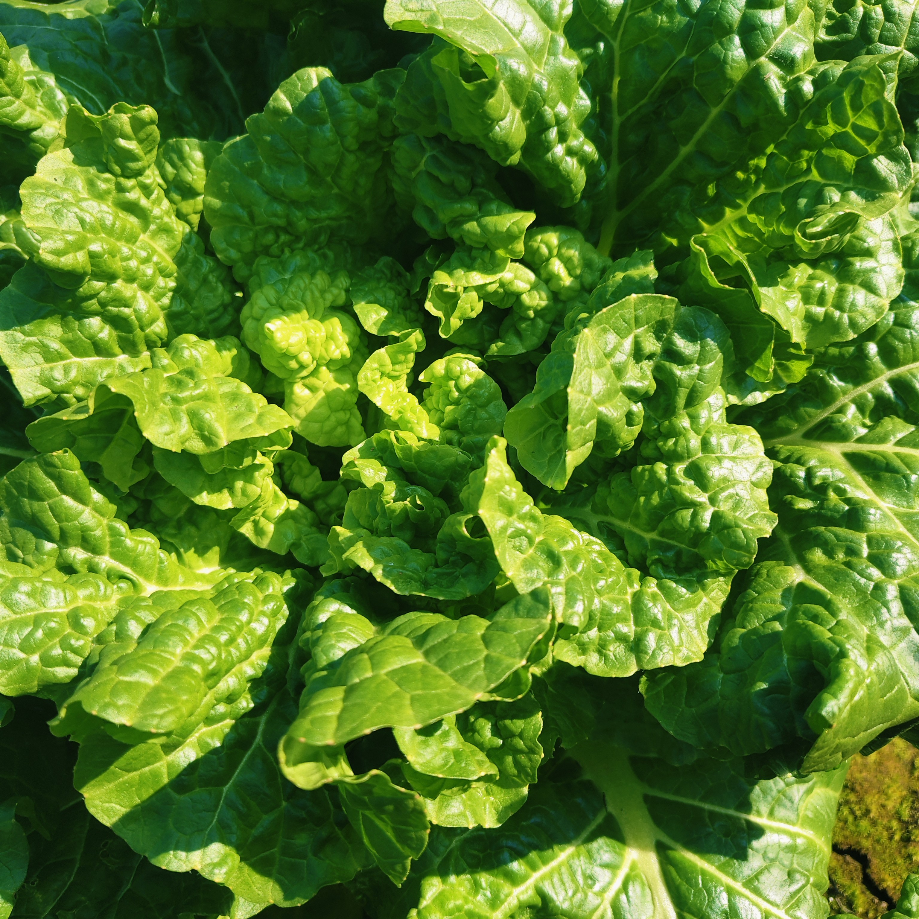 恩施利川高山冬天湖南本地自采白菜青菜新鲜霜打白菜(助农湖南菜）