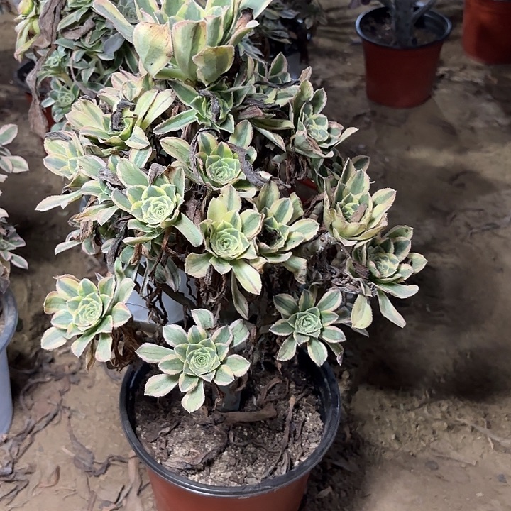 多肉植物宝石捷43