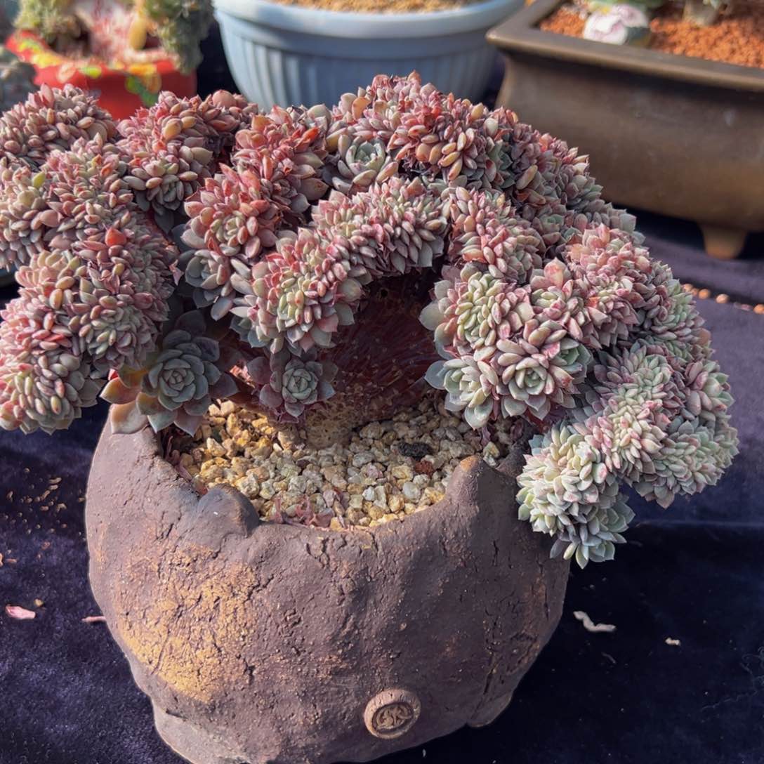 海棠花 新年快乐 新年快乐