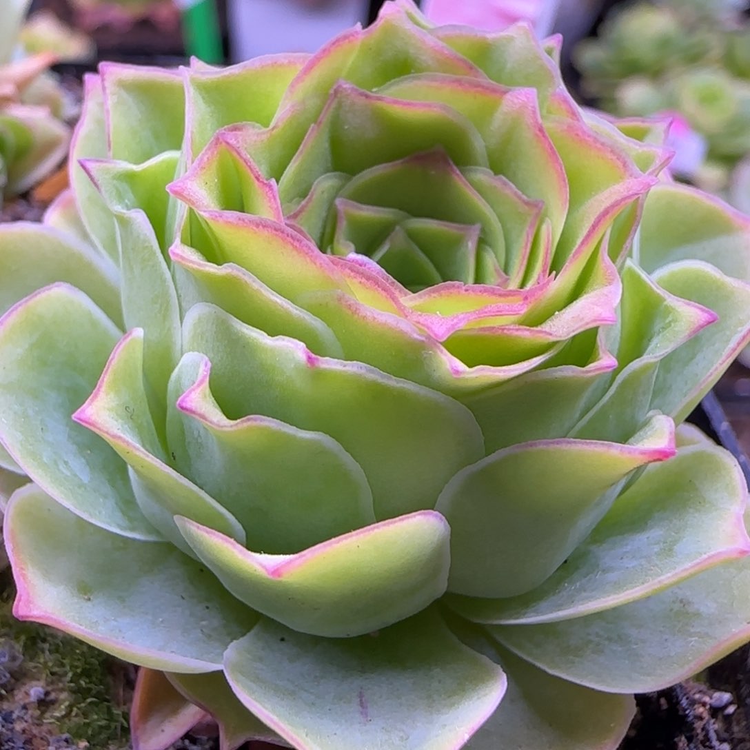 毛绒灵泽玫瑰272