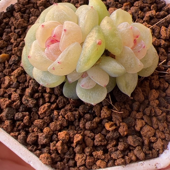 梨膏糖开播福利，一物一拍精品糖心，尺寸不大介意勿拍
