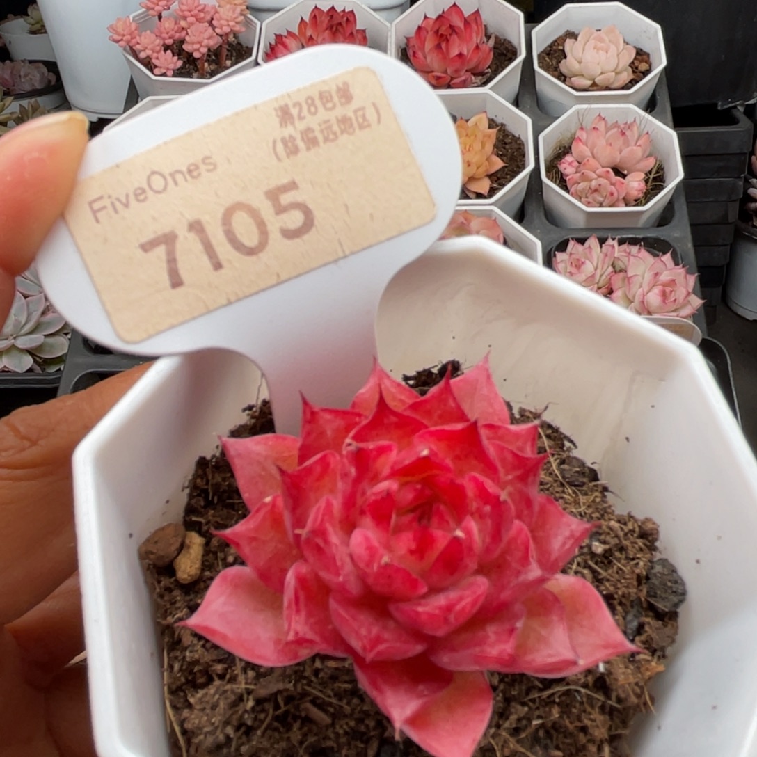 小海螺7105-3.5厘米