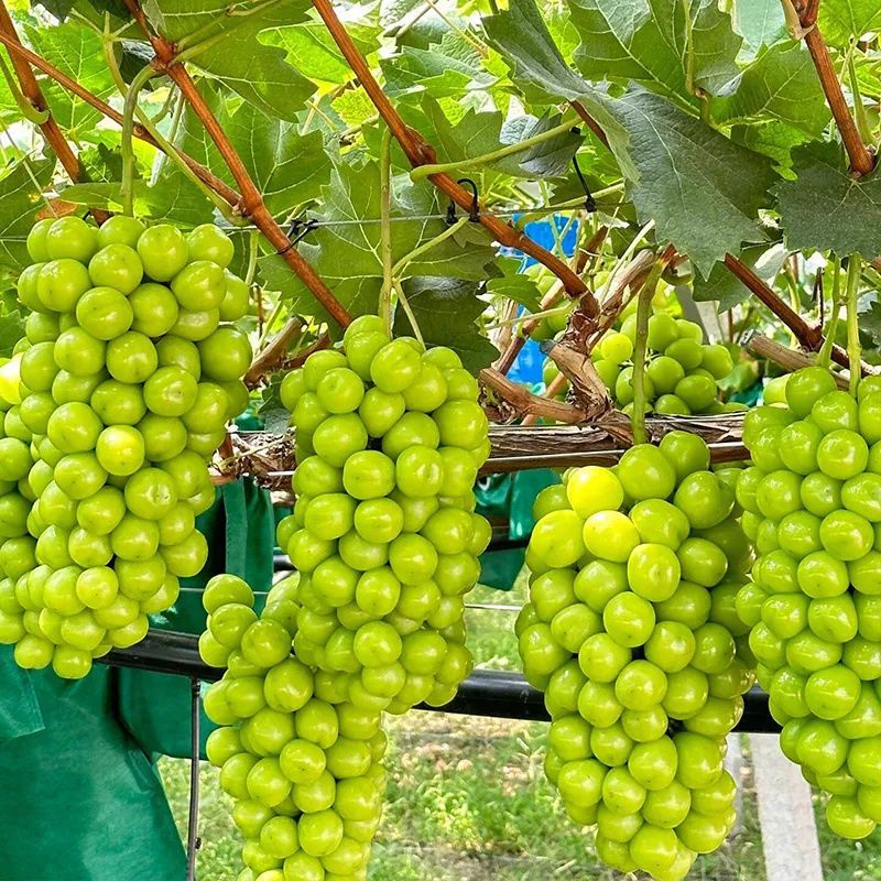 葡萄苗带盆带土发货南北方均可种植适合庭院盆栽的耐寒葡萄柿子树