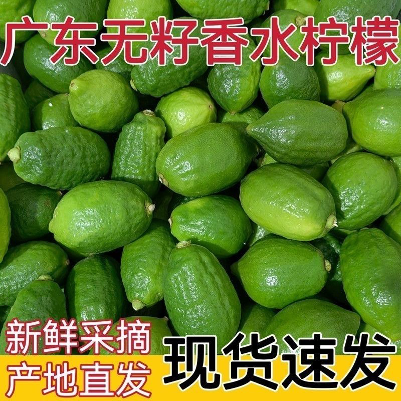 广东无籽香水柠檬新鲜现摘奶茶店茶饮摊专用