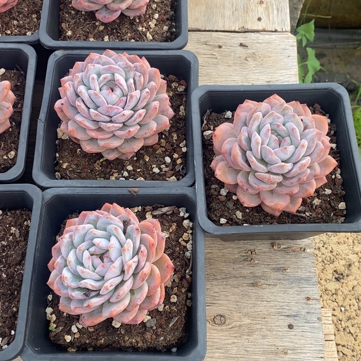 橙梦露一组。。。。。。