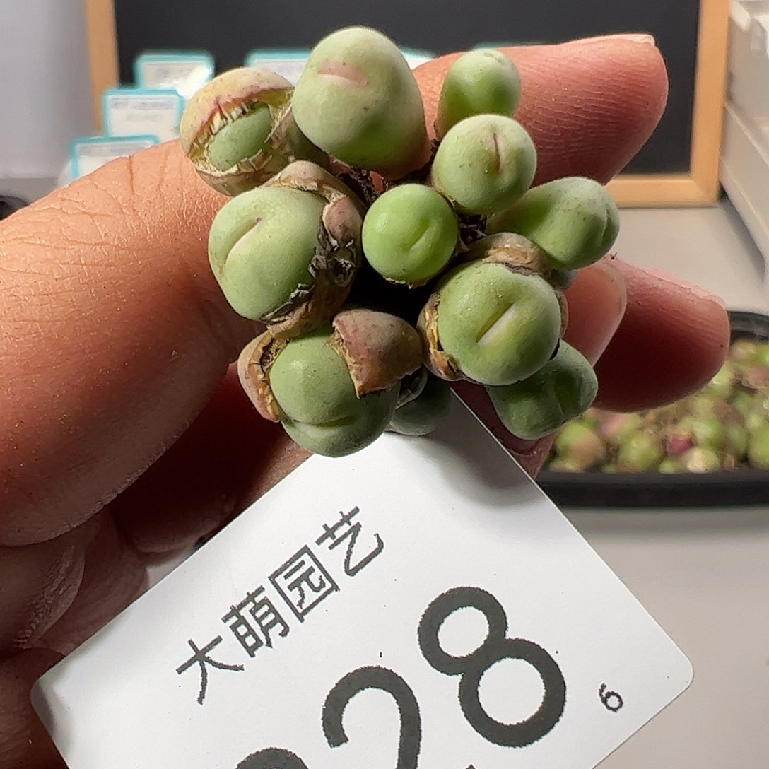 0000328 一物一拍……