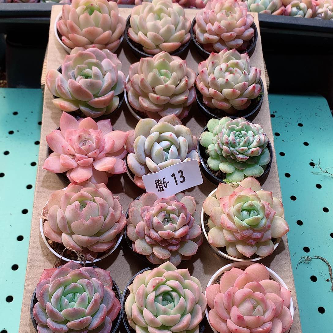 6-13一物一拍带盆18颗