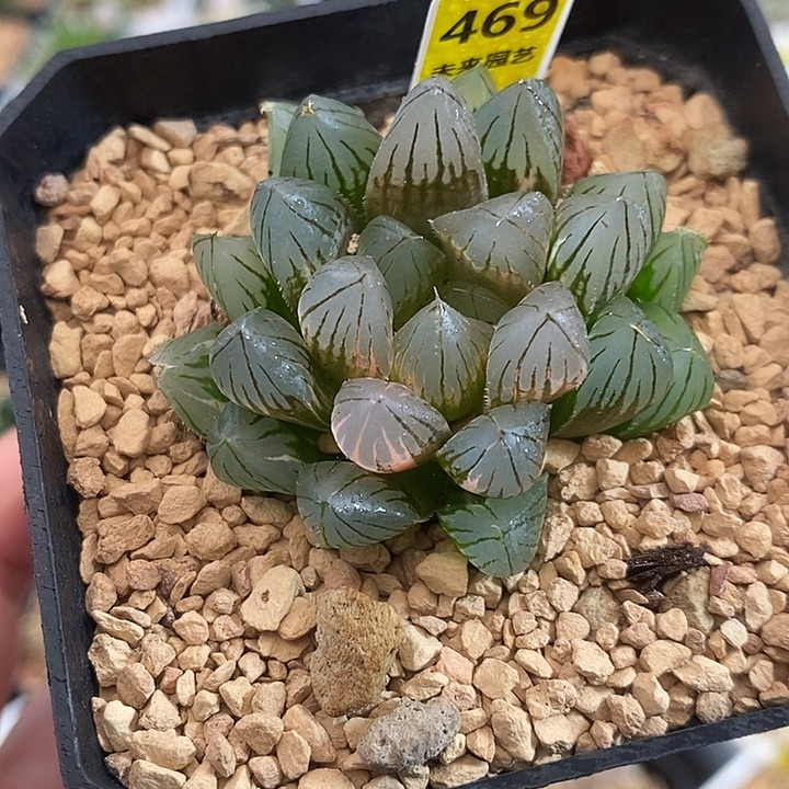 469霓虹灯玉露锦一物