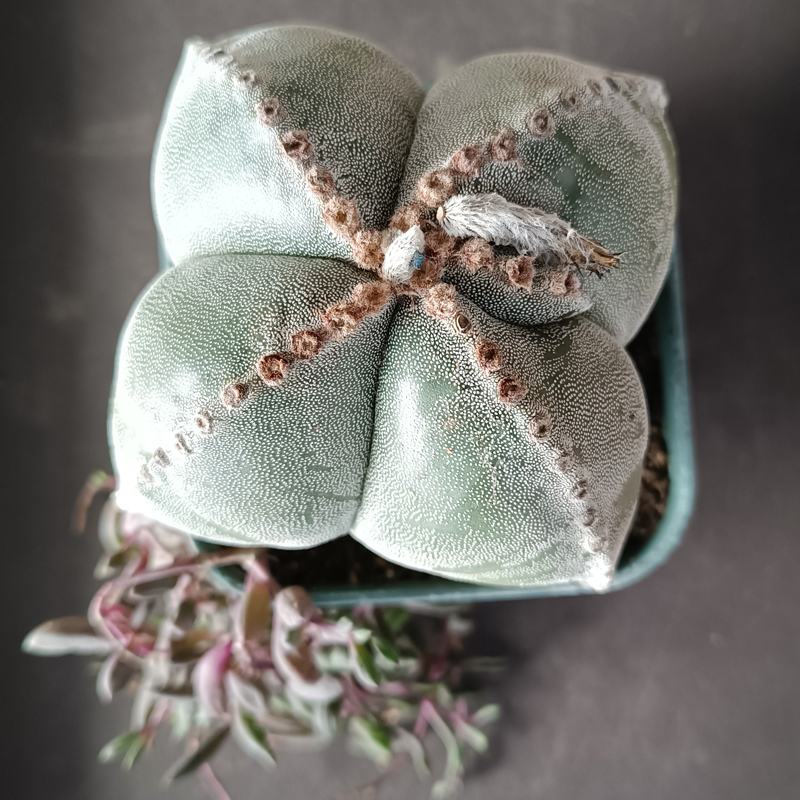 四角鸾凤玉仙人球加紫玄月多肉组合