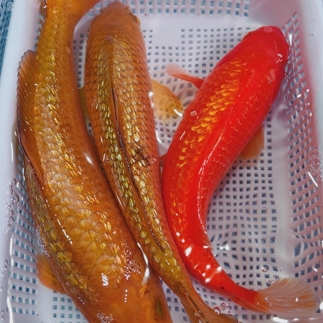 锦鲤锦鲤冷水鱼观赏