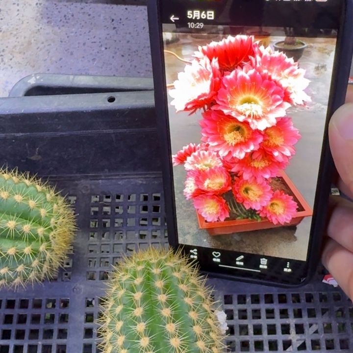 45毛飞碟歪5公分左右无根侧牙，20包邮