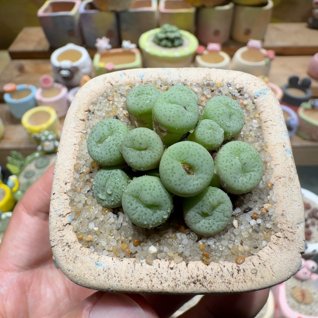蘑菇1336肉锥群多肉植物