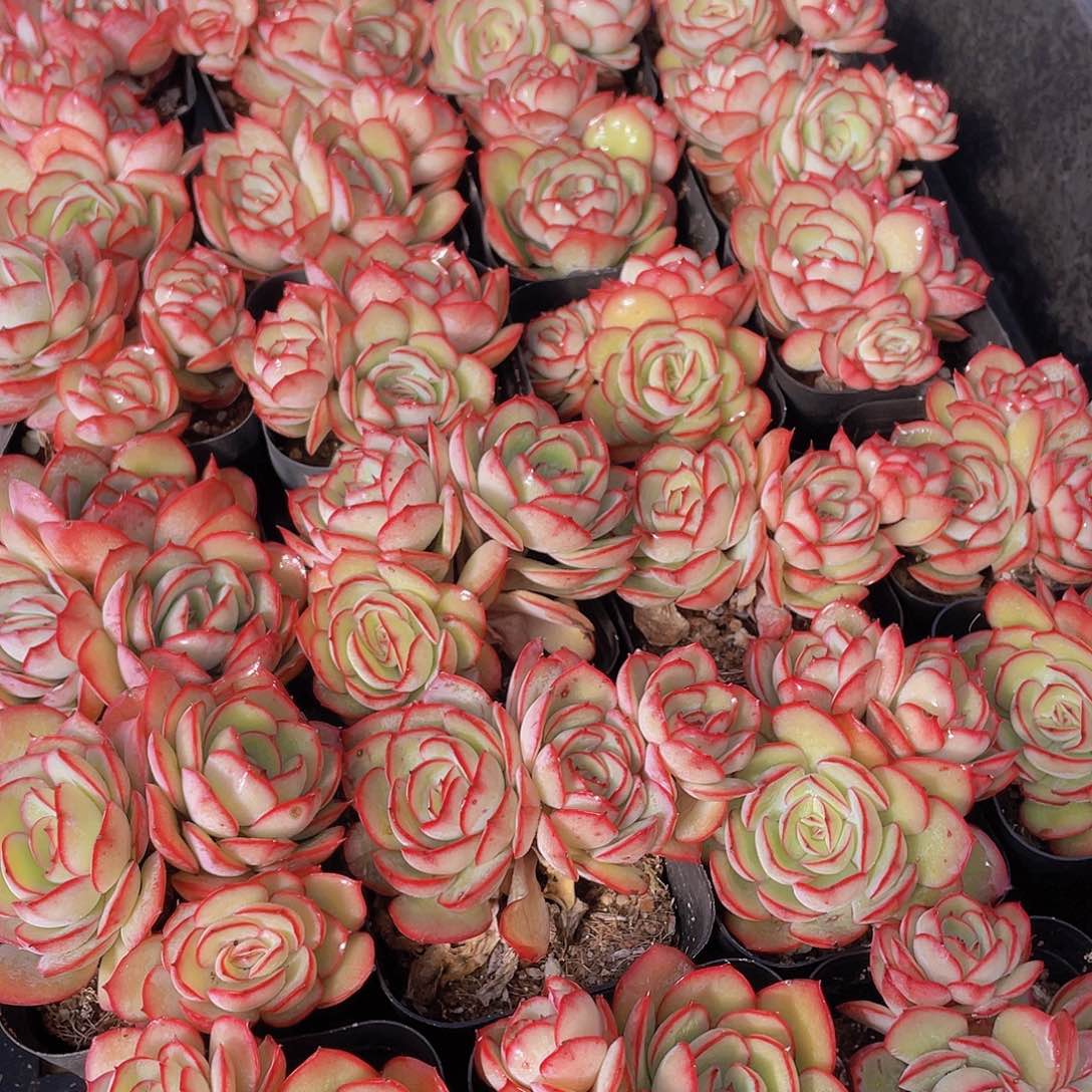 量拍150号 牡丹亭群生一个