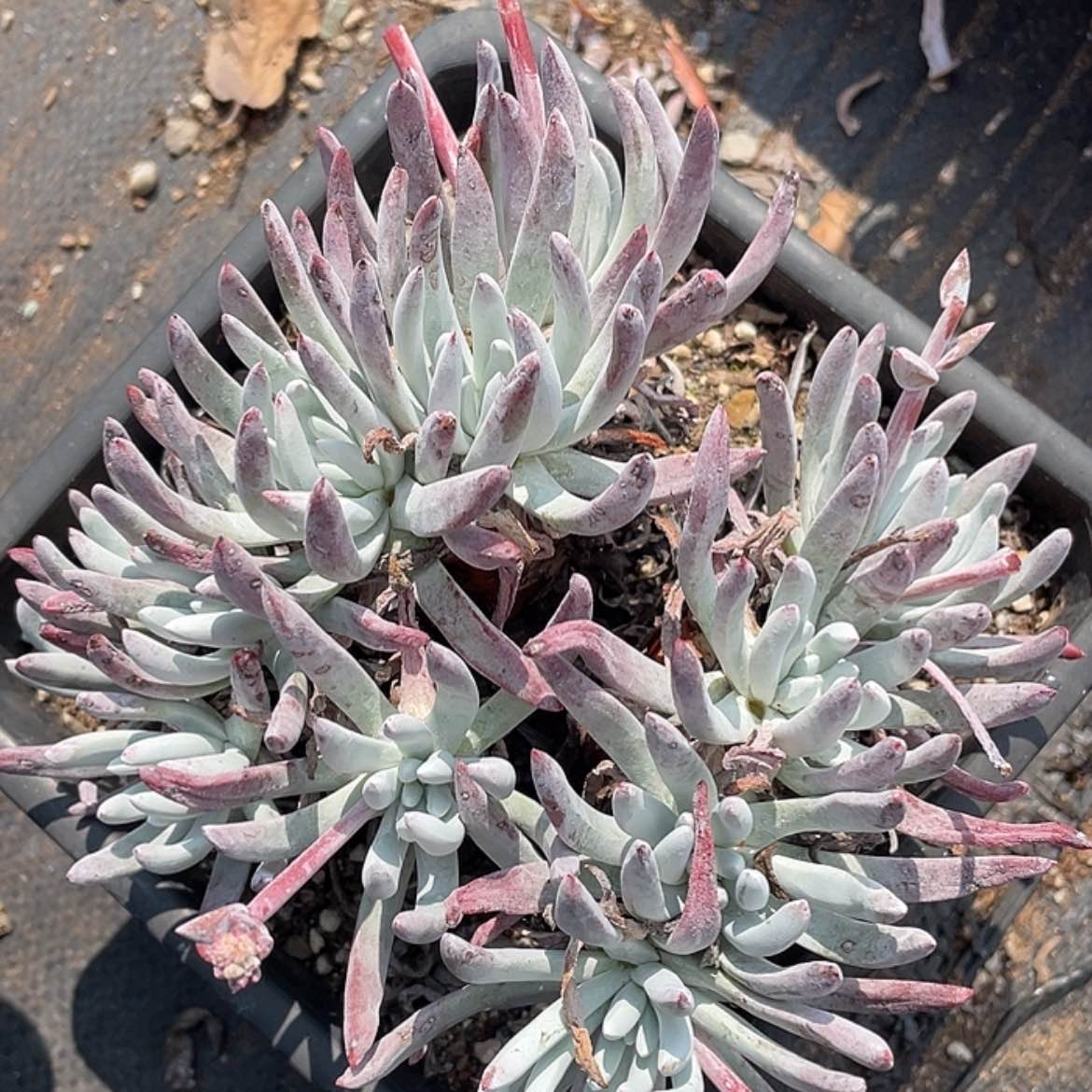 【闪购商品】法瑞杂交