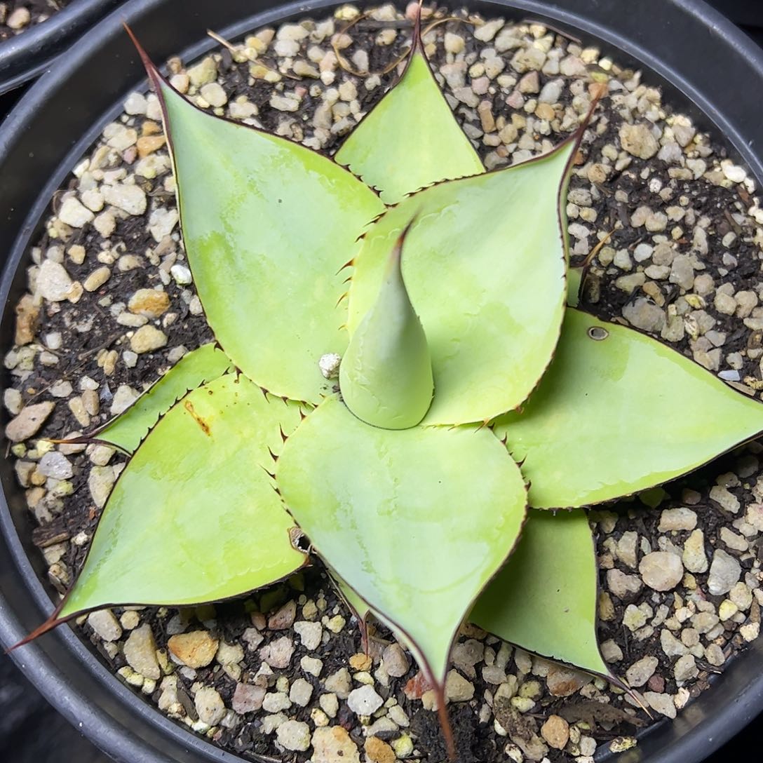 华***～绿荷龙舌兰植物植物