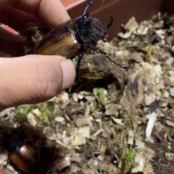 素吉大兜中角一只