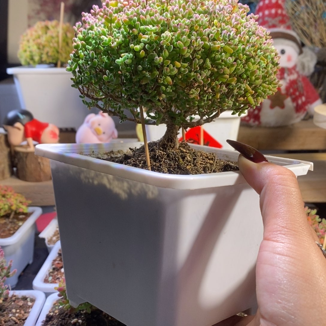 蜜橘带盆土发货一物一拍特