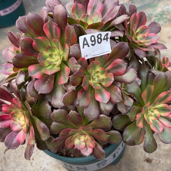 984雅典娜朵朵25厘米左右