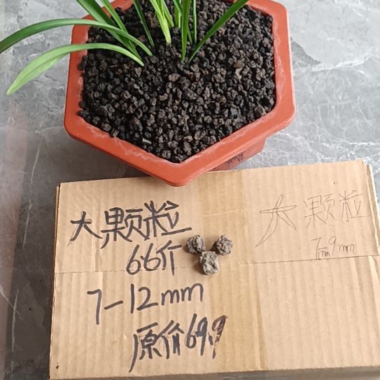 华***居兰菌黑山土大颗粒6.6斤