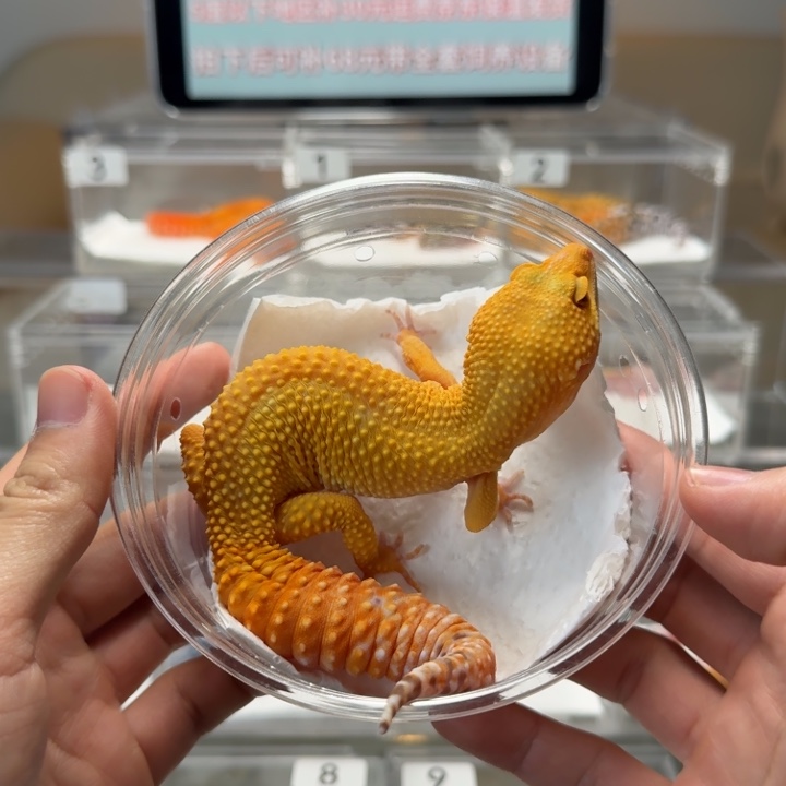 豹纹守宫阳光妹妹