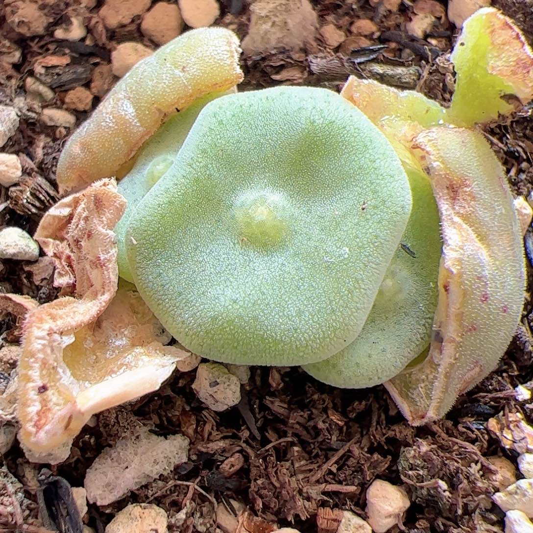 【闪购商品】148 毛饼