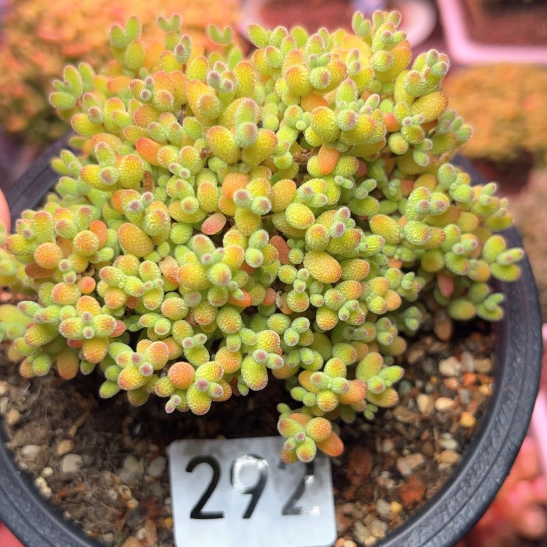 292金橘可爱多肉植物
