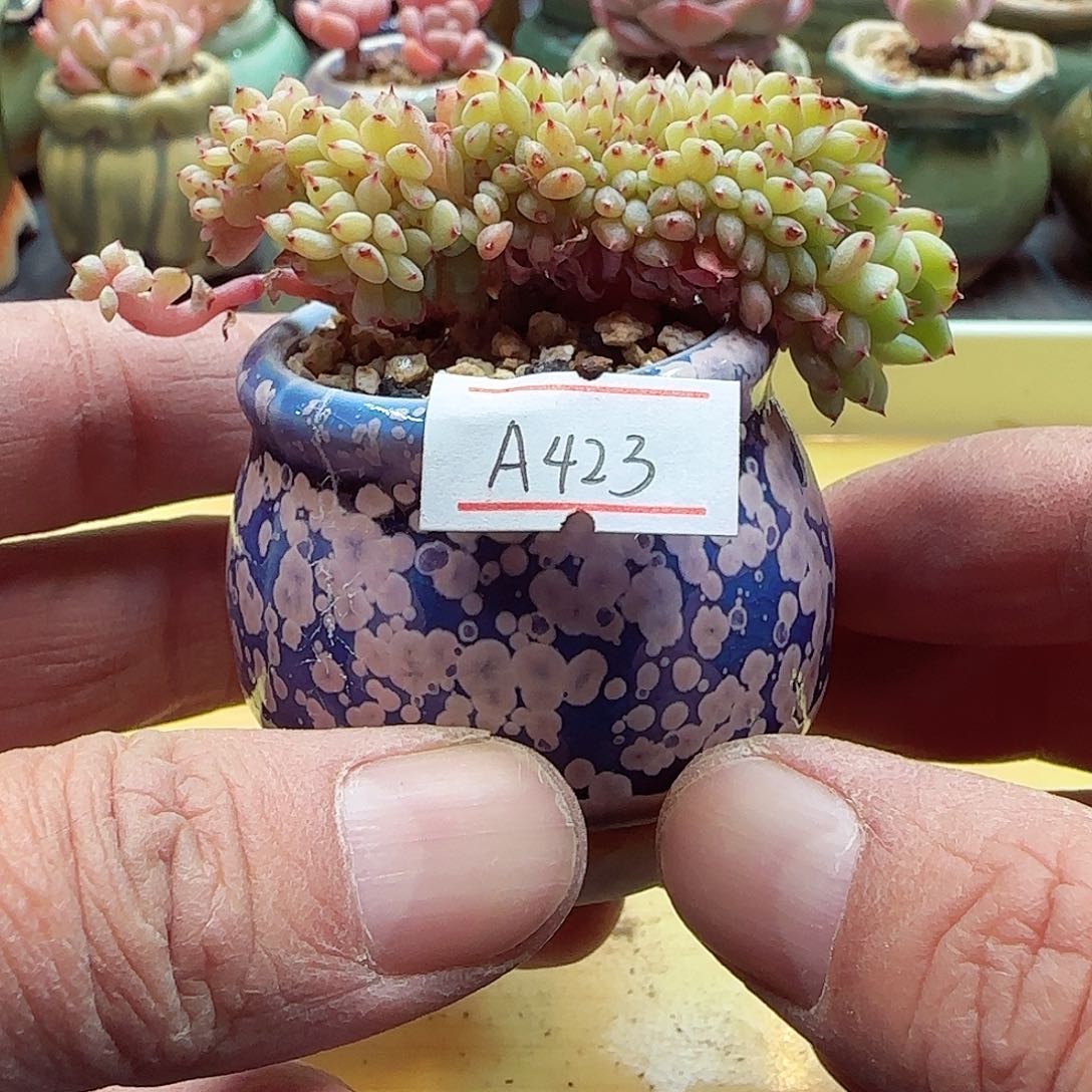 A423，小暖福利多肉