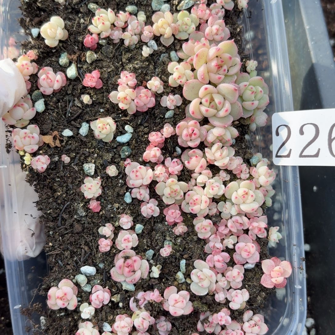 多肉植物多肉植物226