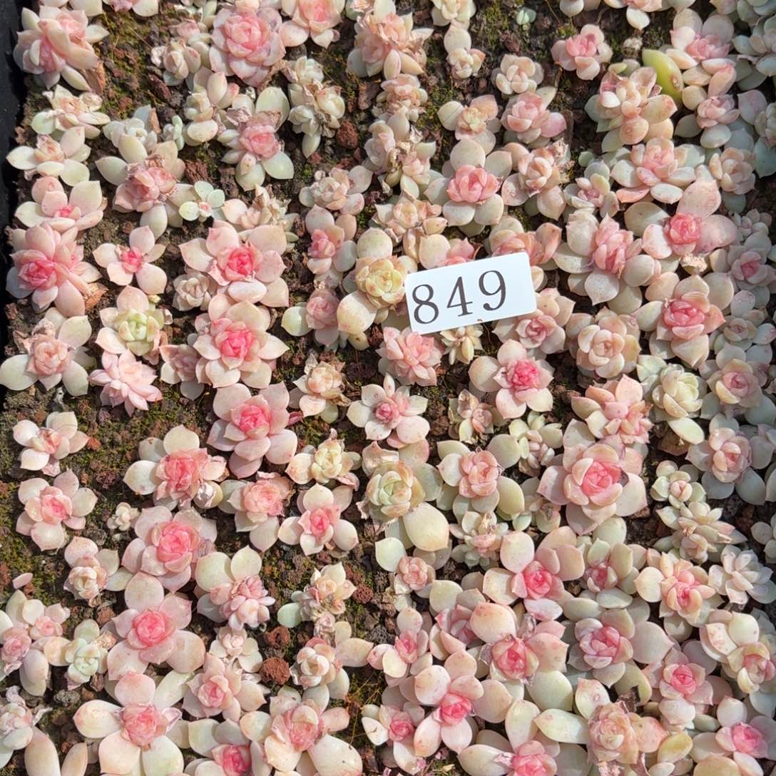 菜***陈多肉植物多肉植物849