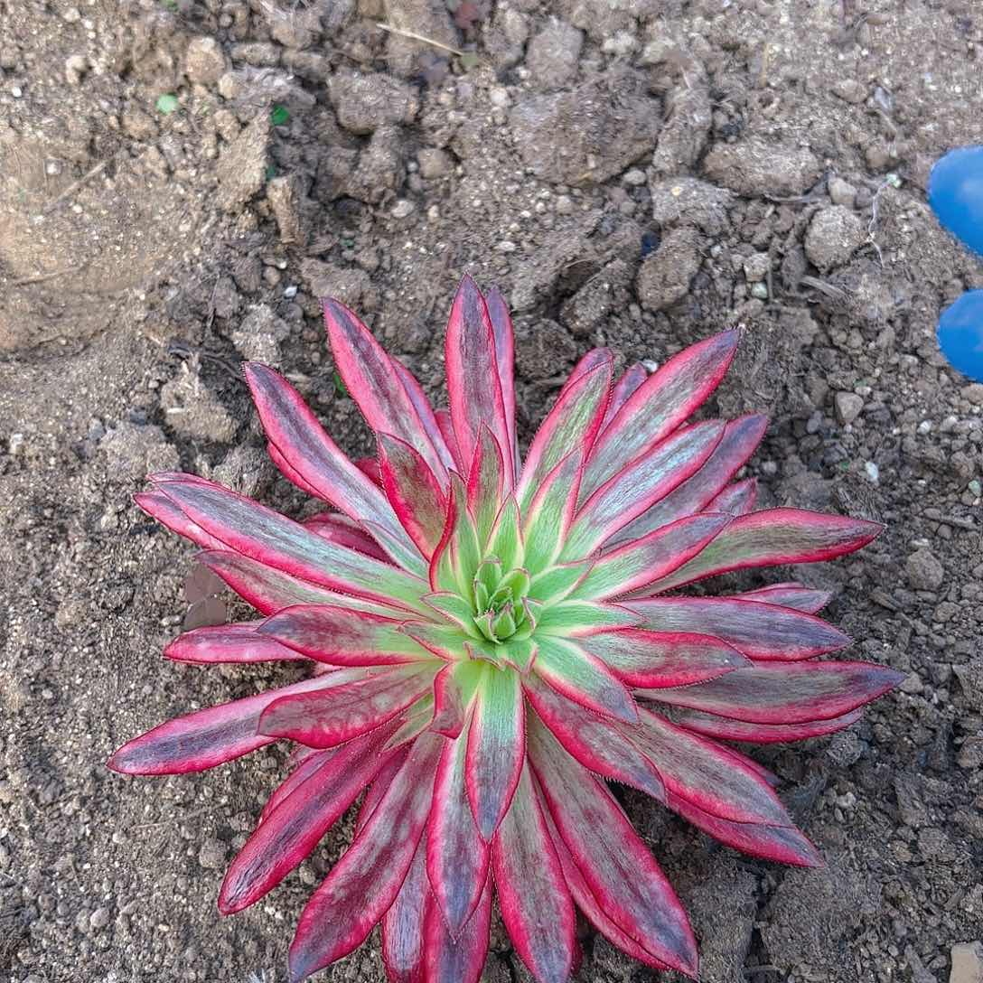 朱雀多肉植物带崽
