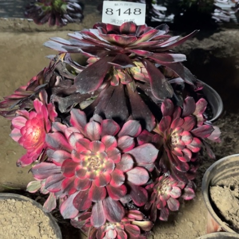 烟花多肉多肉8148