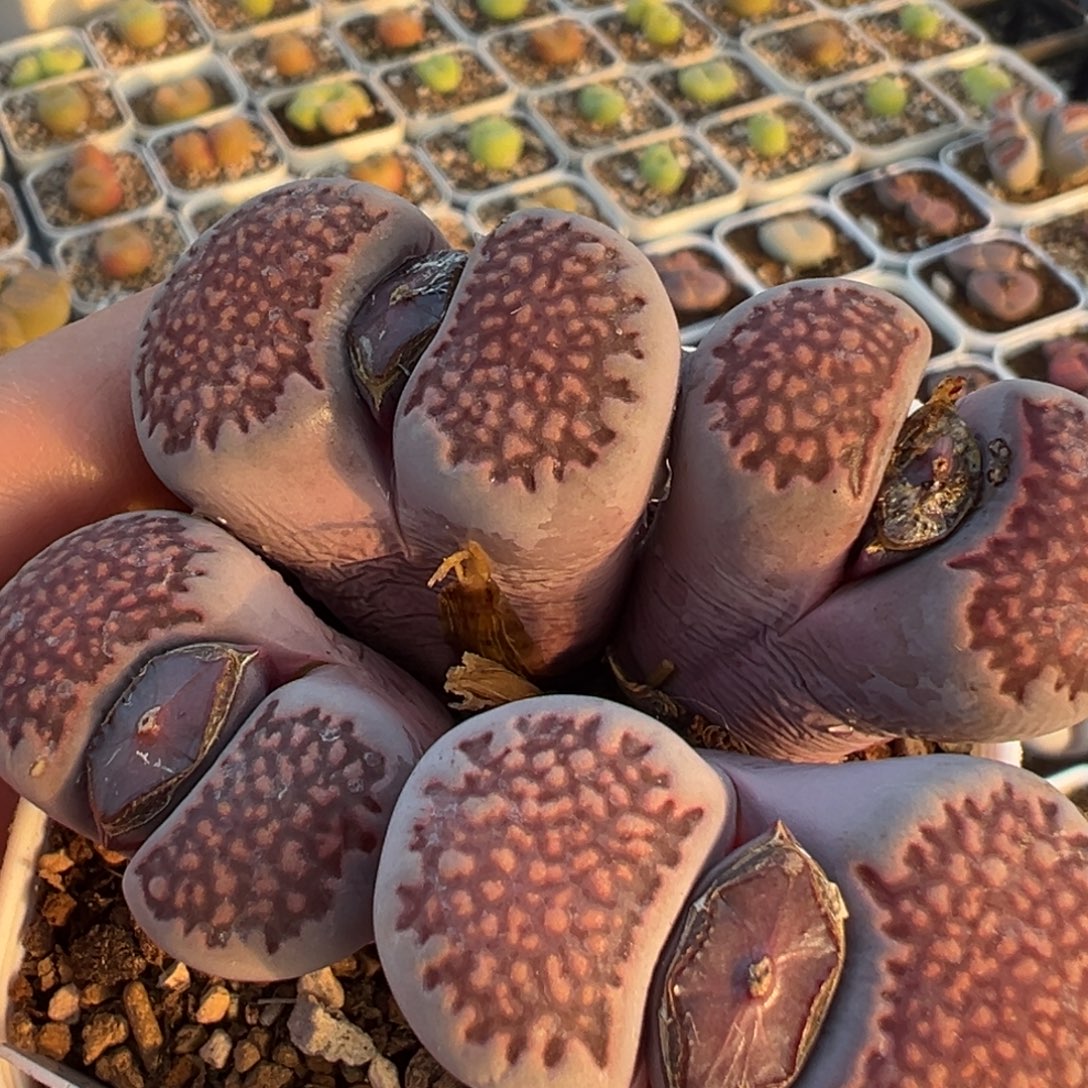 *****多肉植物百科3984