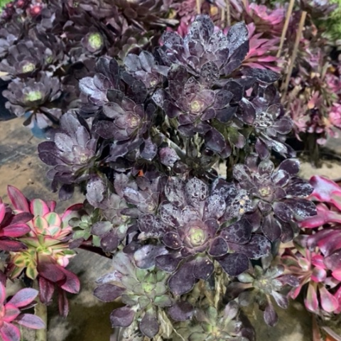 圆叶多肉植物081