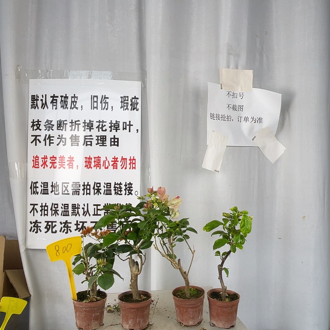 当前无花栽培后可以开花800掌中宝组合