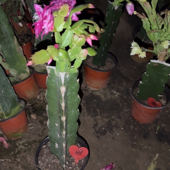 不***英当前无花栽培后可以开花061  637