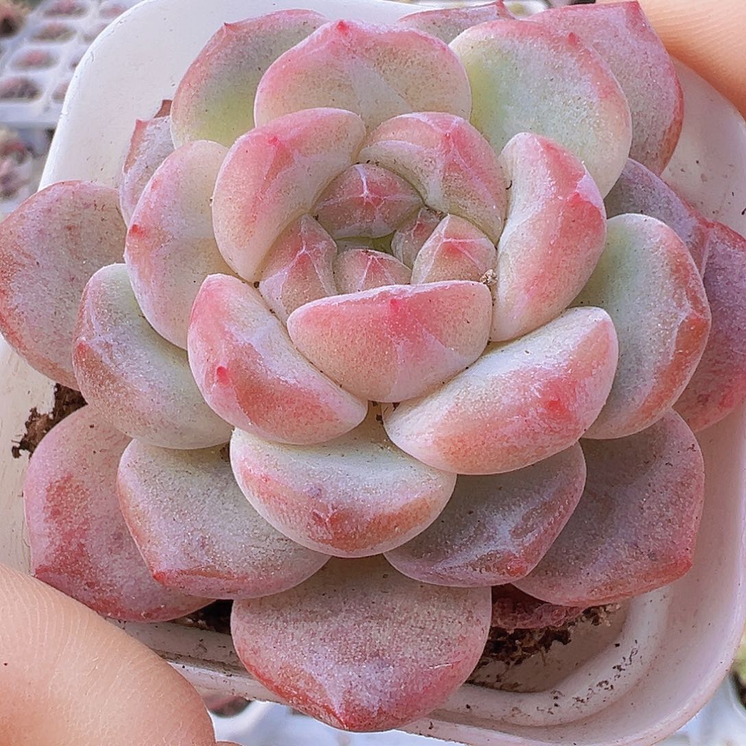 黛玉冰魄19包邮多肉植物