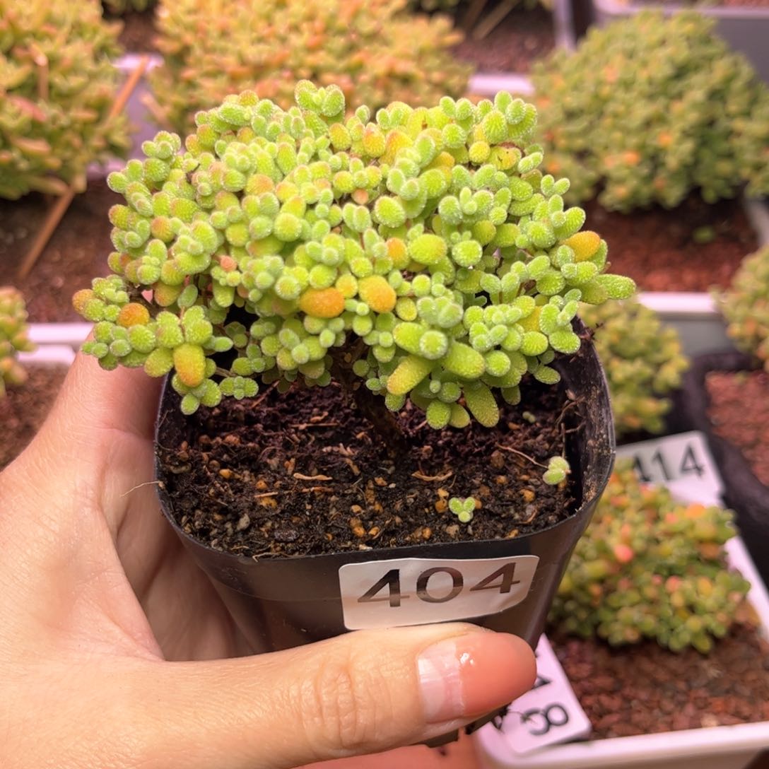 404金桔可爱多肉植物