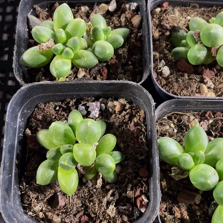 千代田群带盆土发货