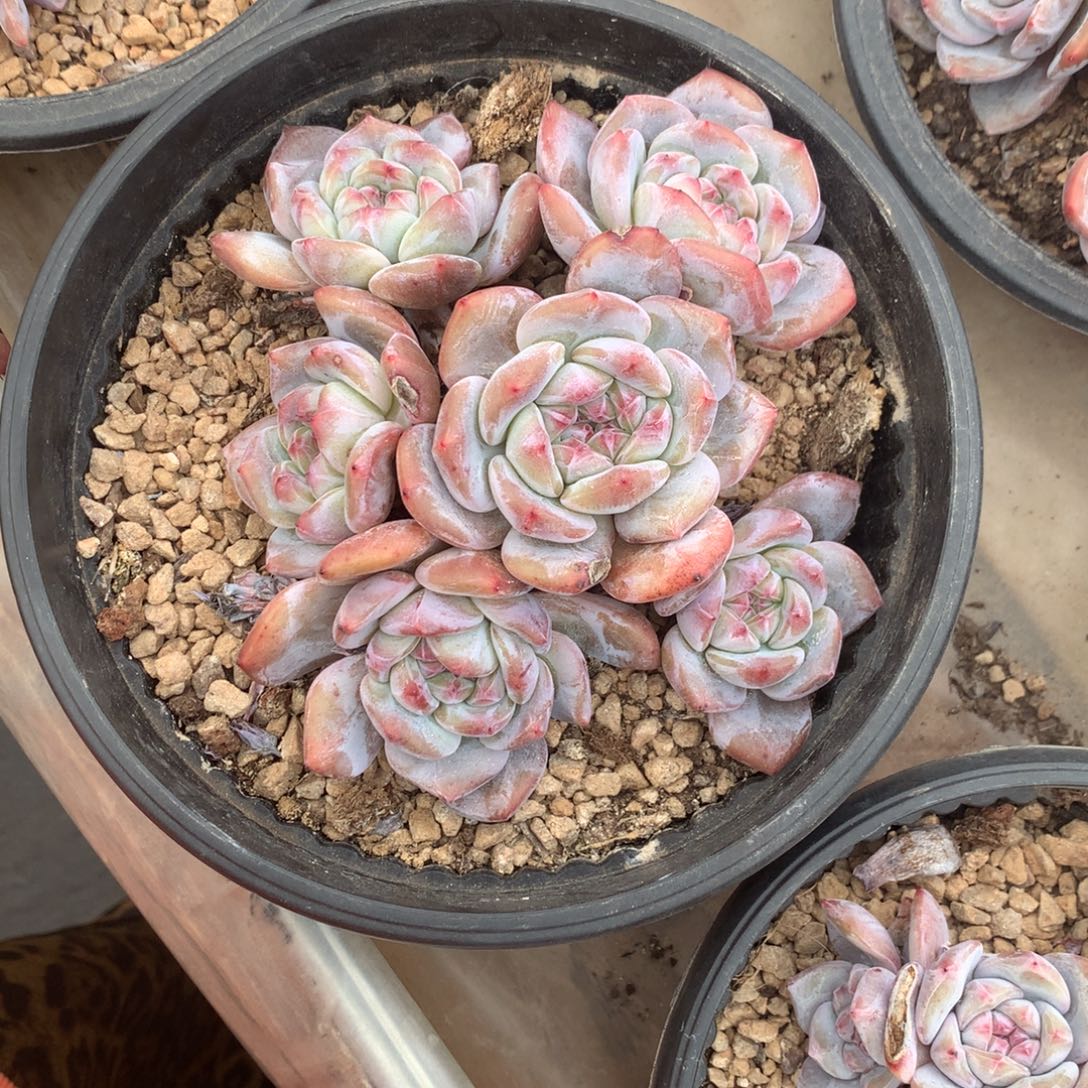 石榴籽紫皮紫心花花