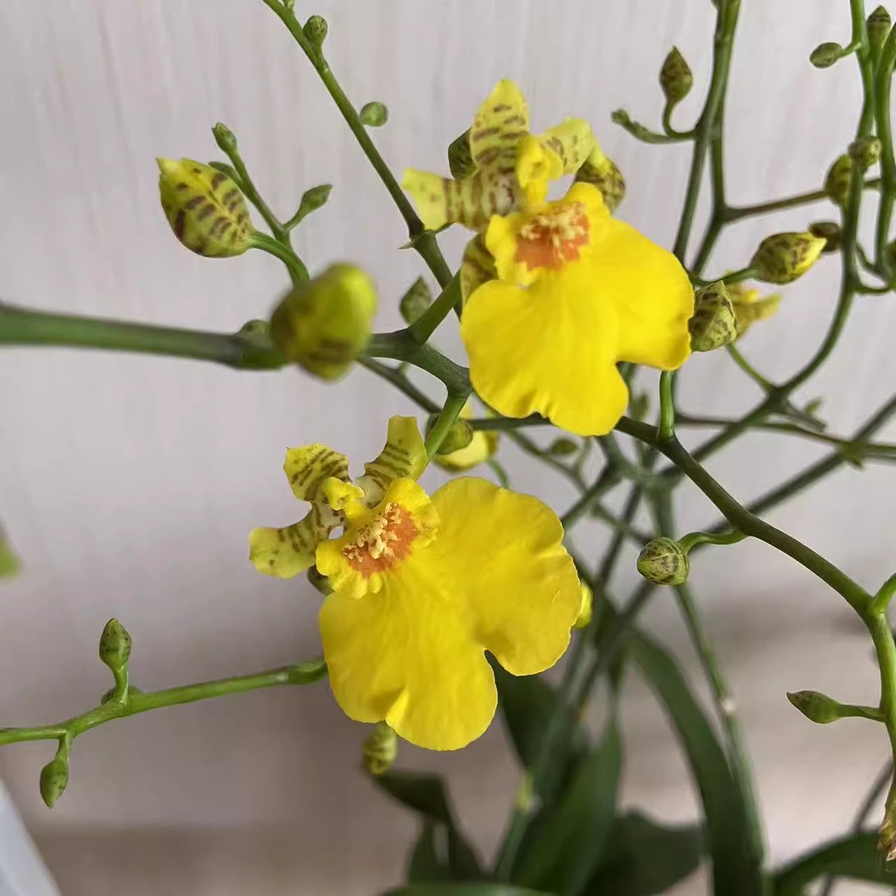 跳舞兰 蜜糖公主 120#盆 多苗双花剑 带花带花苞 花期长 耐看